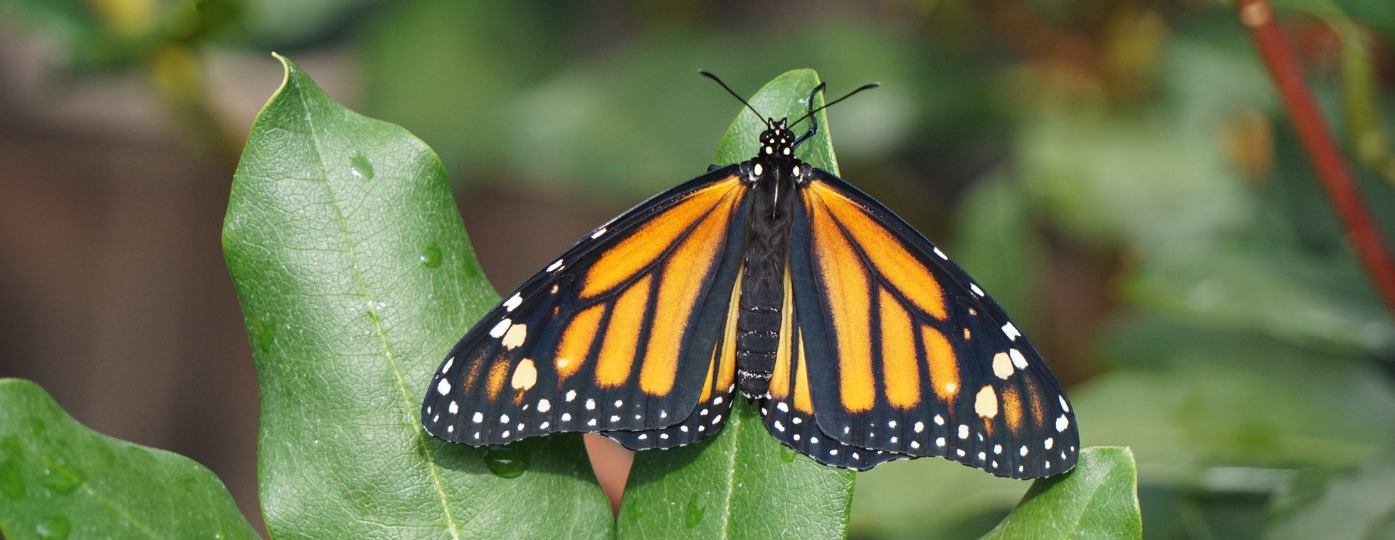 Edible & Medicinal Plant Walks, September 29